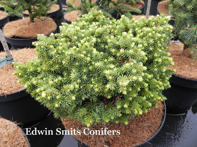 Picea abies 'Mhlrinn 2' (Mhlerin 2', Mhlrein 2)